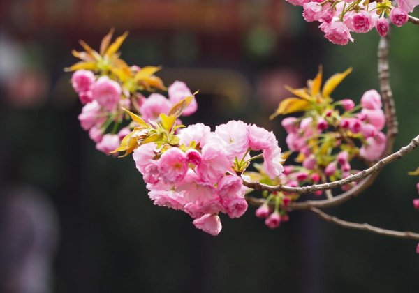 万联证券 满树繁花，回马泉畔的重瓣晚樱开花了