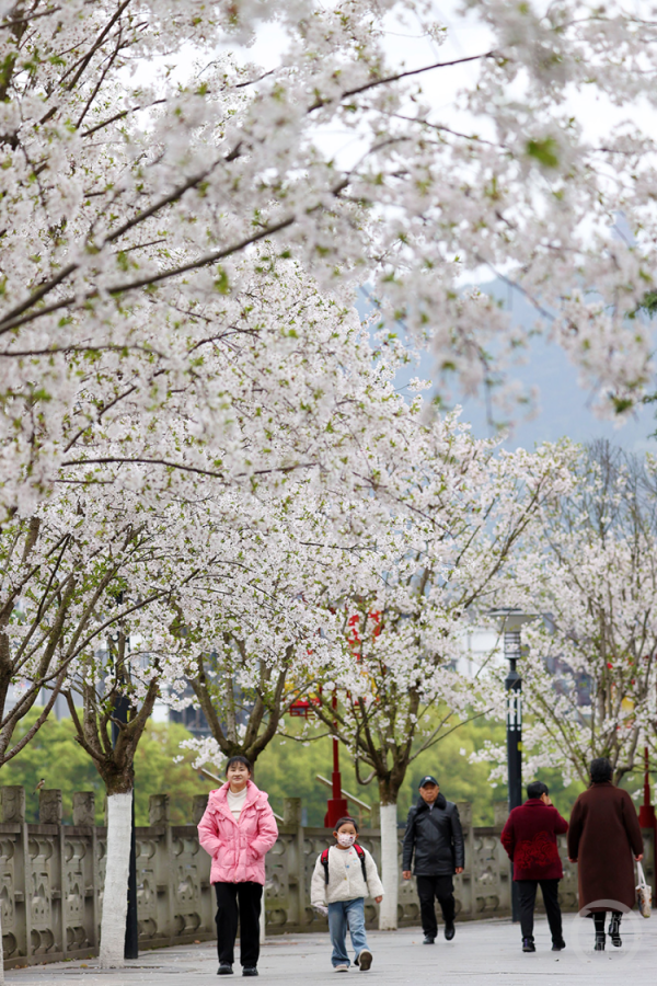 顶级配资 樱花烂漫城如画 市民踏春赏花来