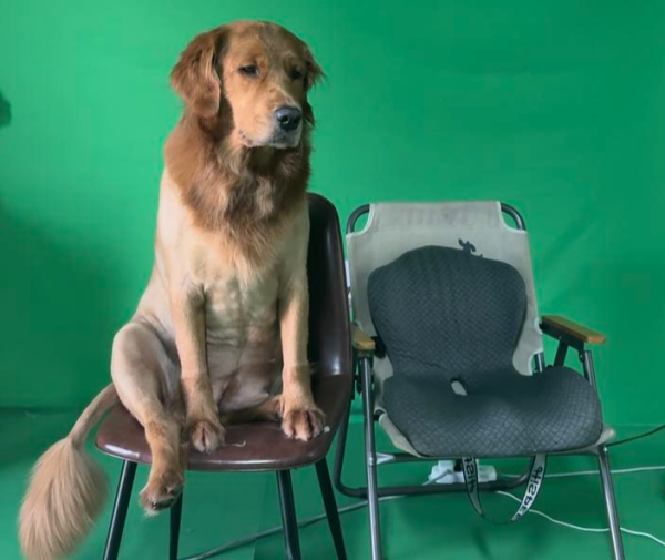 天宇配资 主播扮酋长，金毛演狮子 95后影视科班生“戏精”直播火了 网友：太抽象