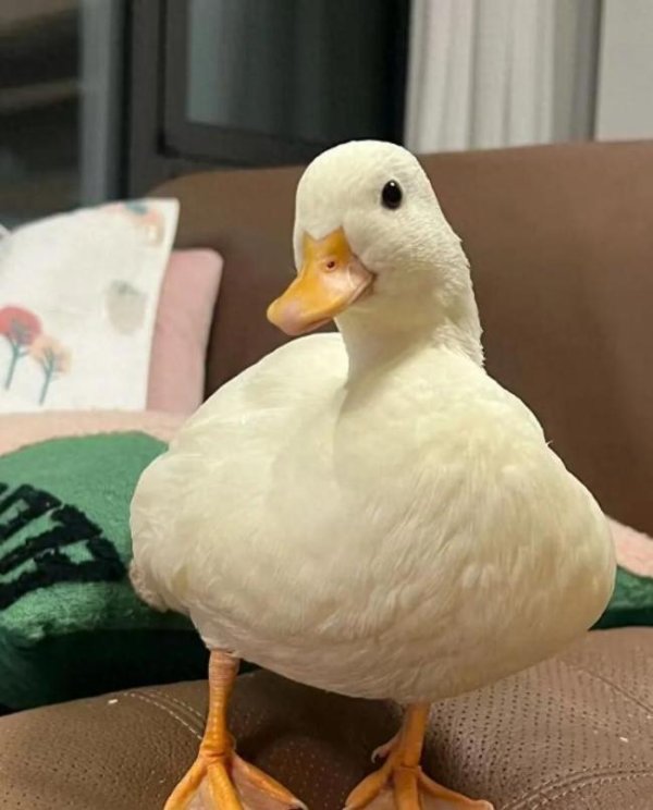 易资配 柯尔鸭身价从上万跌至几百元 宠物泡沫破裂